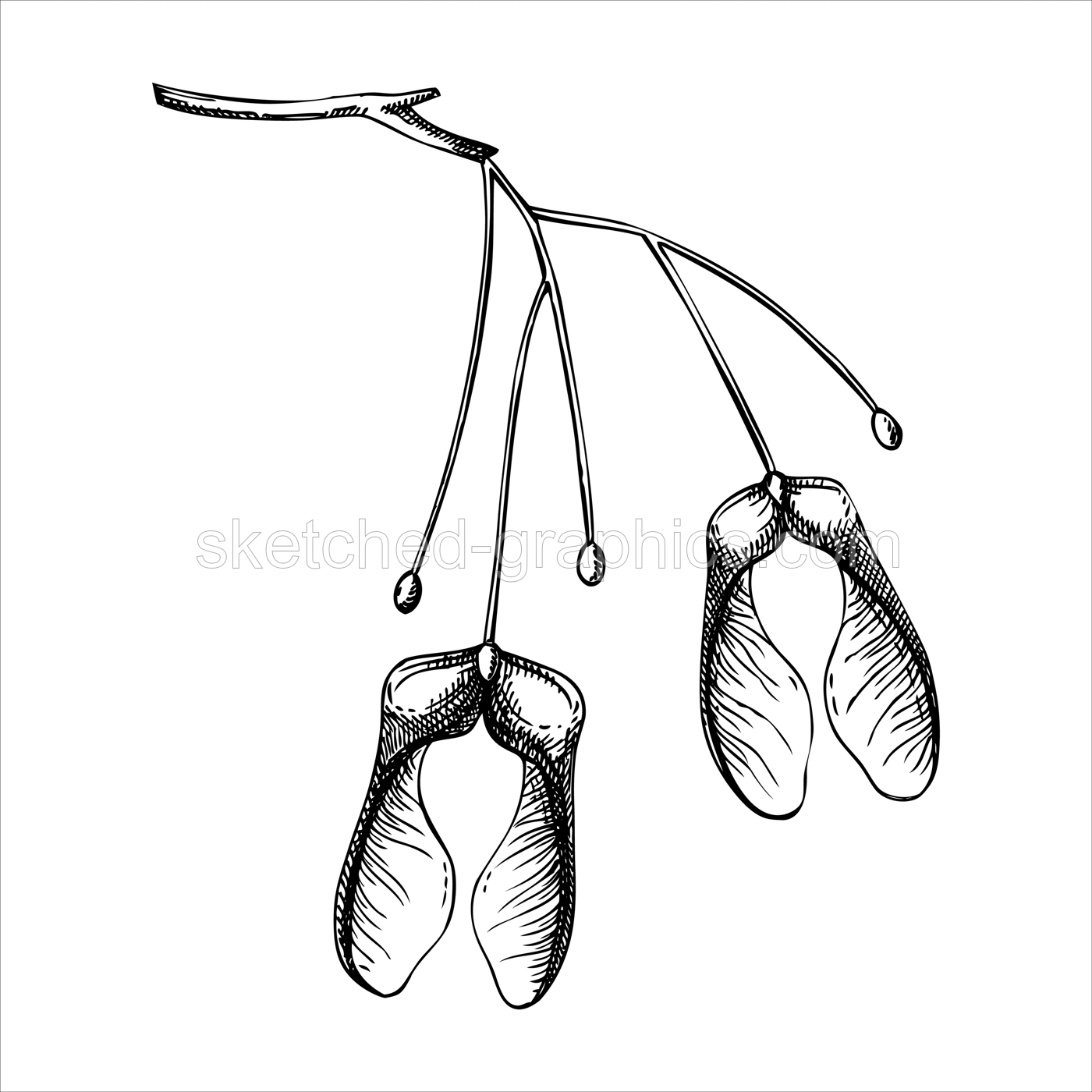 Decorative autumn leaf sketch. Maple tree seeds sketch. Hand drawn botanical element in sketched style. Fall leaves illustrations.  For Thanksgiving day design. Illustration